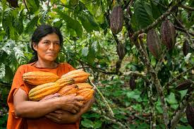 Cacao Valle